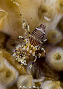 Bumblebee Shrimp by Abimael Márquez 